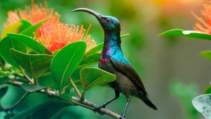  Lotens Sunbird (Cinnyris lotenius) sits on the branch in a green garden near the flowers.