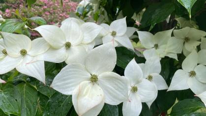 Stellar Nova™ dogwood 