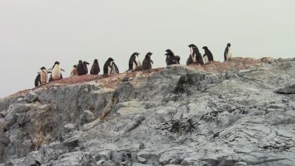 Penguins