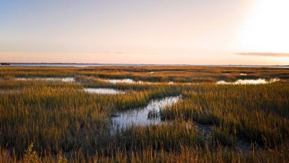 image of marshes along the coast
