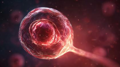 illustration of embryo in womb