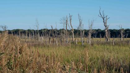 withered trees in a field