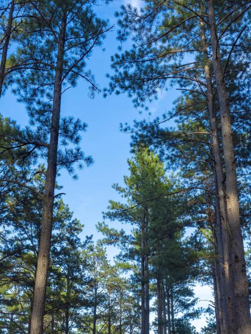 Tall Trees