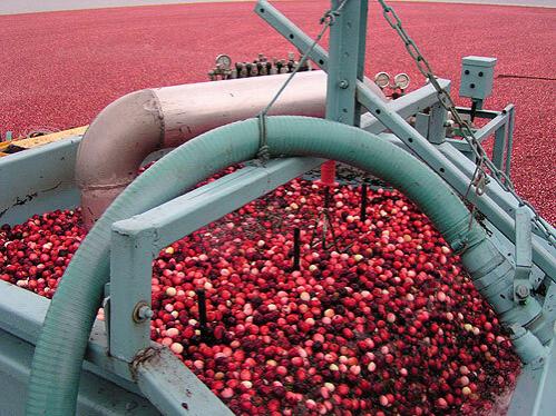 farm cranberries image