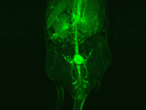 Molecular imaging scan of an animal