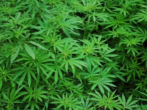 cannabis foliage