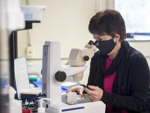 Monica Driscoll, Distinguished Professor of Molecular Biology and Biochemistry, in her lab looking into microscope
