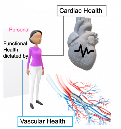 Diagram of heart and veins