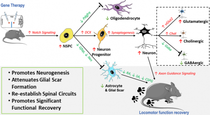 Gene Therapy for Spinal Cord Injury