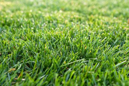 Turfgrass