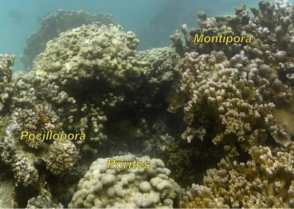 Coral reef with labels of montipora, porites, and pocillopora