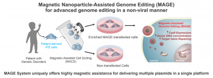 Visual description of Magnetic Nanoparticle-Assisted Non-Viral CRISPR-Cas9 for Advanced Genome Editing
