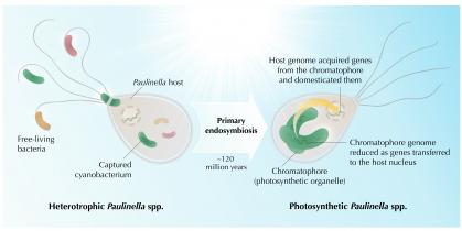 image of The transition from a heterotrophic to a photosynthetic lifestyle by the amoeba Paulinella