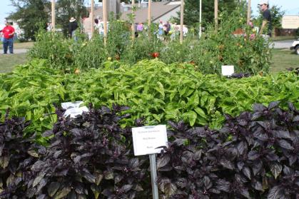 Rutgers basil at Snyder Research and Extension Farm