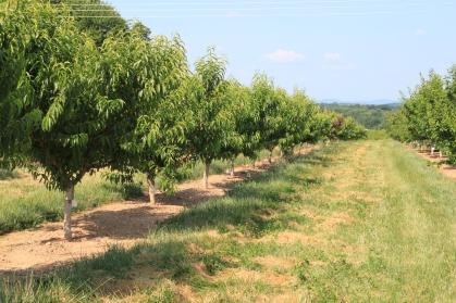 Rutgers fruit trees at a farm in adams county nursery