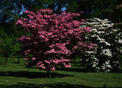 Scarlet Fire Dogwood Tree in nature
