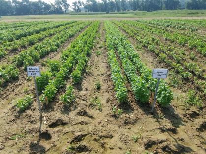 Rutgers Basil fields at a farm