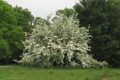 Rutgers Constellation Dogwood tree fully grown