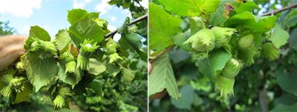 Hunterdon hazelnuts in clusters.