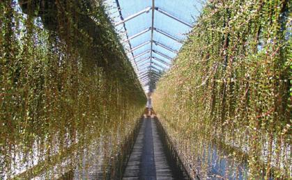 cranberry growing greenhouse