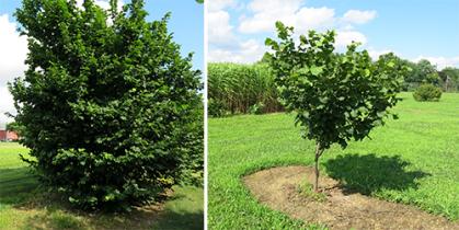 15 year old unpruned Monmouth tree