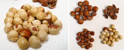 Roasted kernels of Raritan showing good pellicle removal