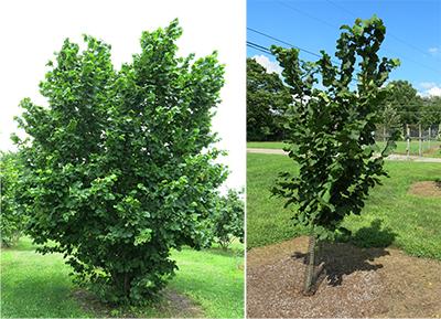 15-year old unpruned original tree of Raritan hazelnut showing upright growth habit