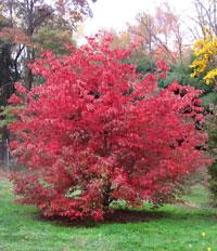 Rosy Teacups® full dogwood tree in the fall