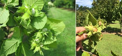 Nut husks of The Beast in August turning brown.