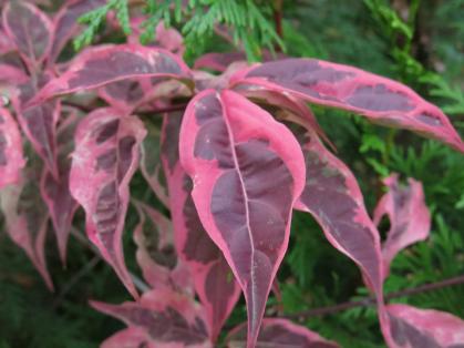 Variegated Stelar Pink Dogwood leaves in the fall