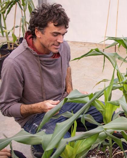 Andrea Gallavotti, professor in the Department of Plant Biology and the Waksman Institute of Microbiology, examining young maize plants in the greenhouse.