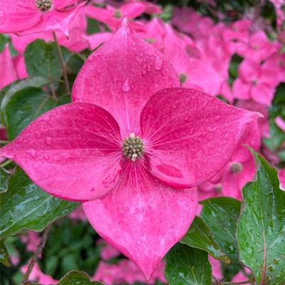 Eternal Scarlet™ dogwood floral bracts showing their peak color and symmetrical nature