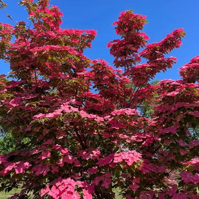 Floral bracts of Eternal Scarlet™ dogwood glow on a sunny day.