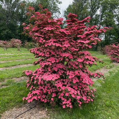 Original tree showing heavy blooming nature on May 30, 2025