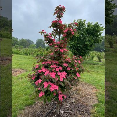 Young propagated tree of Eternal Scarlet® dogwood showing peak bloom color and purple tinted foliage.