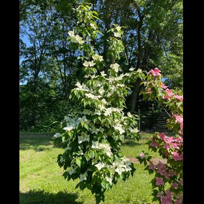 Three-year-old grafted tree of Stellar Nova ™ dogwood showing heavy blooming nature and strong upright growth habit.