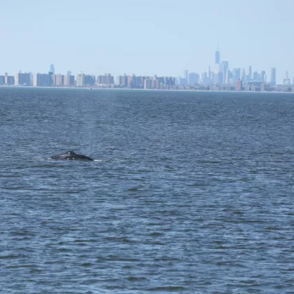 humpback whale skyline
