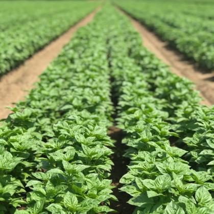 Rutgers grown basil