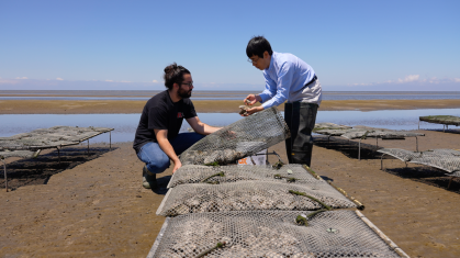 examining selective bred oysters 