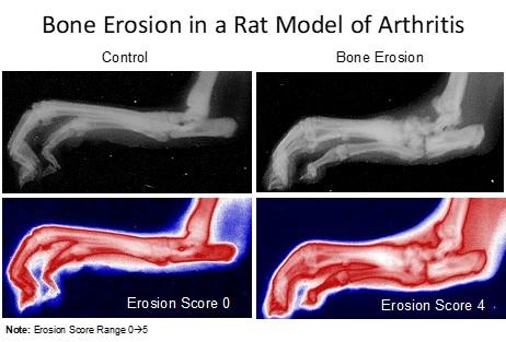rat arthritis