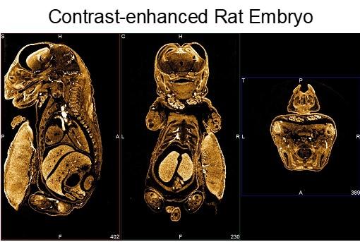 Contrast Enhanced Rat Embryo