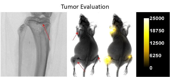 Rat Tumor Evaluation