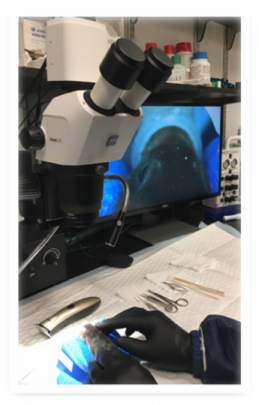 stereo microsurgery microscope