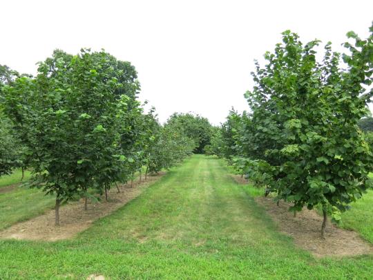 Five year old hazelnut orchard at Rutgers University
