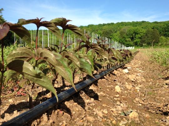Dogwood plants budded in a farm