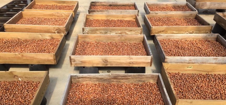 Rutgers hazelnuts stored in boxes