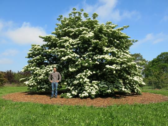 Thomas Molnar standing with tall Venus dogwood tree
