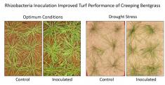 Optimization of inoculation methods and stability of rhizobacteria for promoting plant health