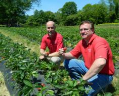 Researchers Pete Nitzsche and Bill Hlubik kneeling amid strawberry field and holding strawberries