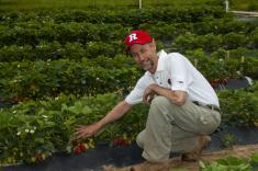 Researcher Pete Nitzsche wearing Rutgers cap and kneeling down by strawberries